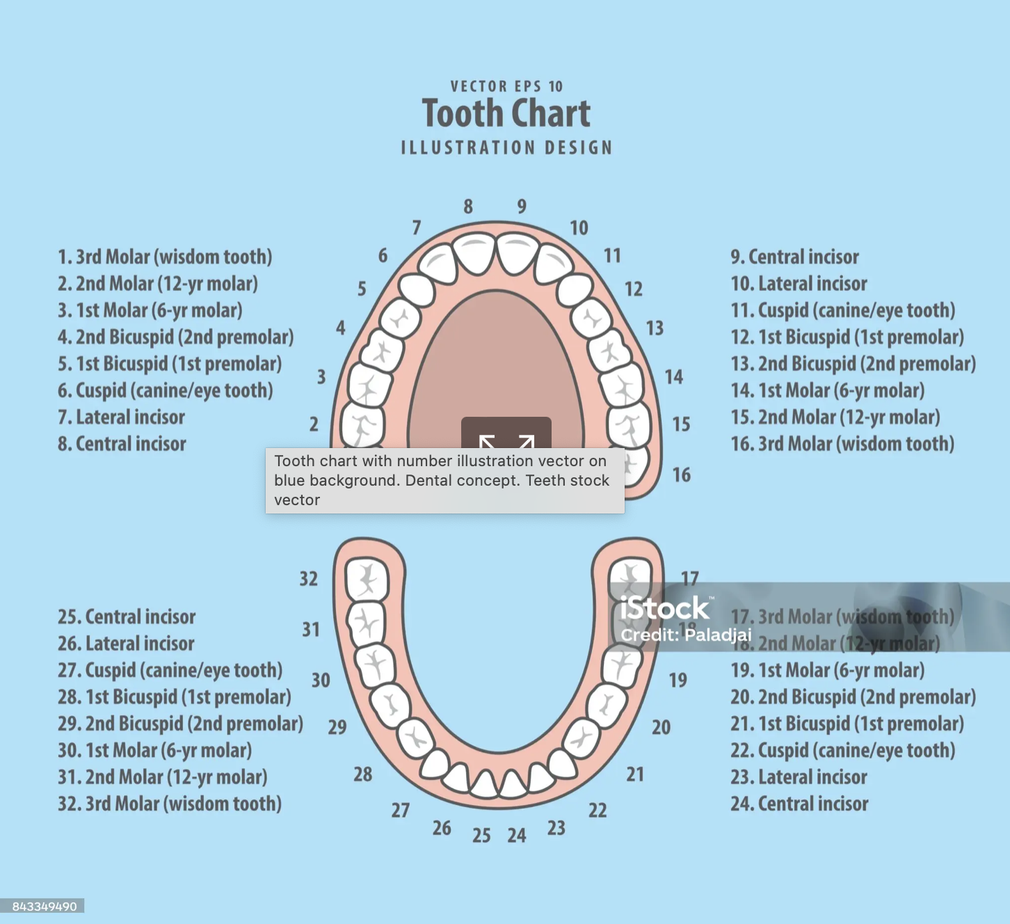 tooth number chart